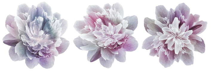 Set  peonies  flowers  on isolated background with clipping path.   Closeup. Transparent...