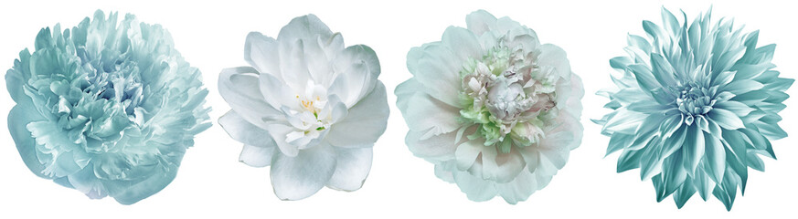 Set   peonies  flowers   on  isolated background . Closeup.. Transparent background.  Nature.