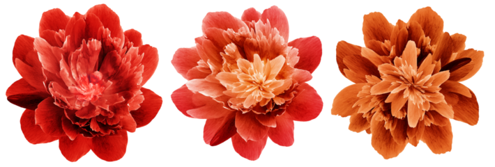 Set  red tulips  flowers  on  isolated background with clipping path. Closeup. Transparent background.  Nature.