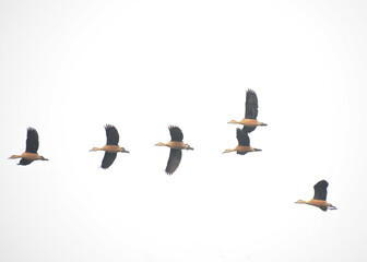 A flock of Lesser Whistling ducks in flight