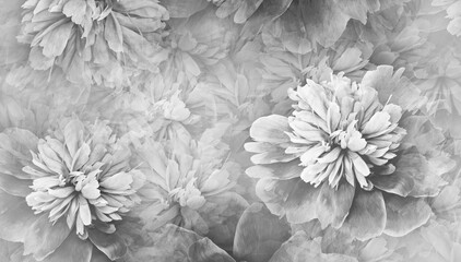 Floral  white-black  background. Peony flower and petals. Close-up. Nature © nadezhda F