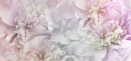 Floral spring background. Peony and petals. Close-up. Nature.	
