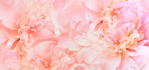 Floral spring background. Peony and   petals.  Close-up. Nature.