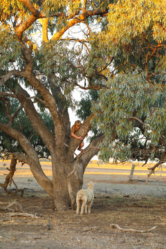Boy climbing tree on farm with pet sheep waiting below