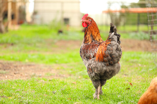 Large red rooster wandering in vegetable garden