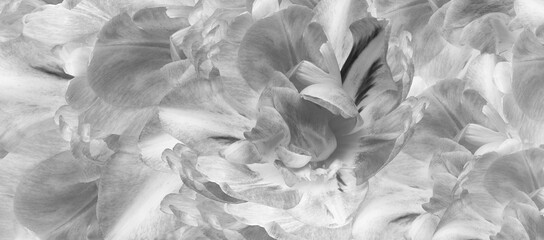 Tulips flowers.  Floral spring background.  Close-up. Nature.