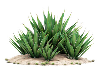 Obraz premium Agave bush isolated on white background PNG