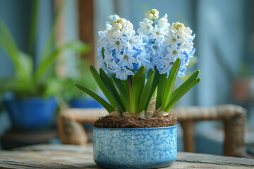 Clay pot with blue hyacinth.	