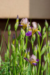 Iris sambucina colorful tall flowering springtime plant, elder scented iris white violet yellow flowers in bloom