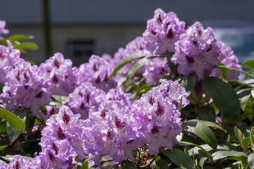 Rhododendron ponticum Blue Peter beautiful flowering plant shrub, puple blue lilac violet ornamental flowers in bloom