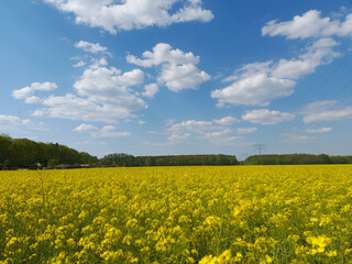 Rapsfeld in voller Blüte