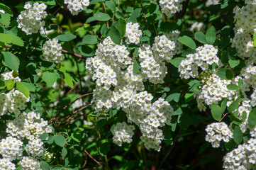 Spiraea vanhouttei meadowsweet ornamental shrub in bloom, group of bright white flowering flowers on branches