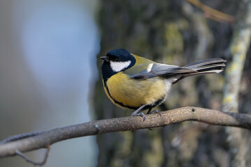 Obraz premium Great tit sitting on the branch, Parus major