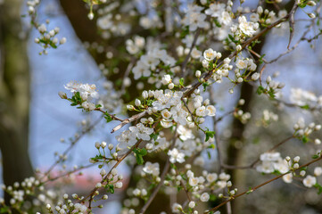 Prunus spinosa blackthorn flowers in bloom, small white flowering sloe tree branches
