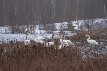 Whooper swans in winter, Cygnus cygnus in Belarus