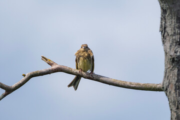 Yellowhammer, a yellow bird sitting on a branch, Emberiza citrinella - Powered by Adobe
