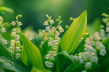  Serene Spring Lily of the Valley Flowers with Lush Green Leaves in Soft Sunlight © pisan