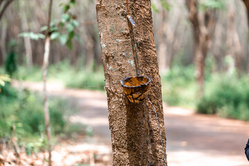 Close-up background of Thai rubber trees, southern economic crops. It is widely planted, in some places there is a road that cuts through it to form a beautiful, cool tunnel.