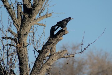 black rook  sits on tree on the blue sky background photo