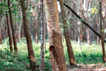 Close-up background of Thai rubber trees, southern economic crops. It is widely planted, in some places there is a road that cuts through it to form a beautiful, cool tunnel.