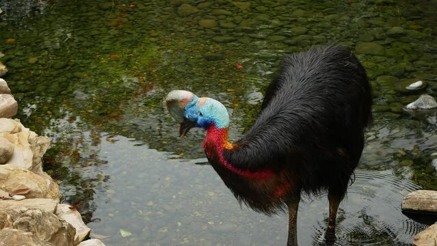 Casuarius bennetti bird minding his own business