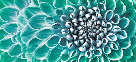 Dahlia flower. Floral turquoise  background.  Macro.   Nature.