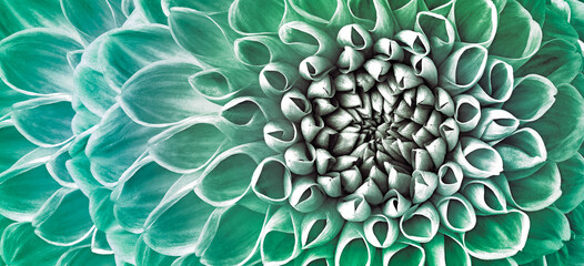Dahlia flower. Floral  green  background.  Macro.   Nature.