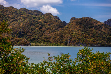 Close-up background of Thai rubber trees, southern economic crops. It is widely planted, in some places there is a road that cuts through it to form a beautiful, cool tunnel.