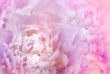Peony flower.    Floral background.  Closeup.   Nature.