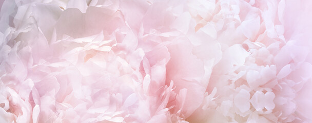 Peony flower. Floral background.  Closeup.   Nature.