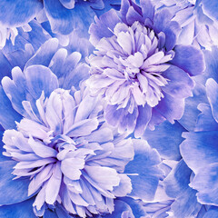 Seamless floral  background. Flowers peonies and petals peonies. Close up. - 759688329