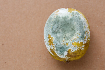 pudrición del moho verde en frutos cítricos infectados con penicillium digitatum, vista superior 