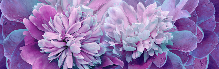 Floral spring background. Bouquet of  purple   peonies. Close-up. Nature.