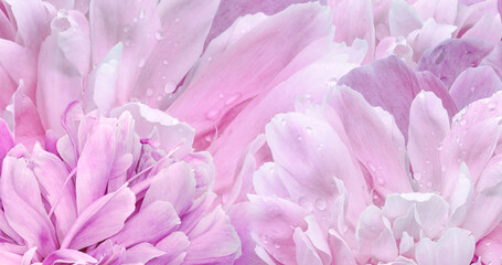 Floral spring background. Bouquet of   pink   peonies. Close-up. Nature.