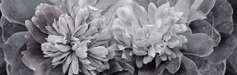 Floral spring background. Bouquet of  white-black   peonies. Close-up. Nature. - 759689525
