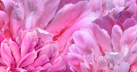 Floral spring background. Bouquet of pink  peonies. Close-up. Nature.