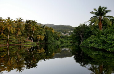 Mangrove in Deshaies, guadeloupe, with mirror effect on water in sunset