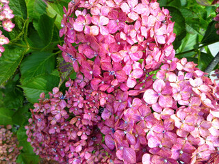 Lovely pink hydrangea blooming in a garden