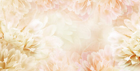 Floral spring background. Peony and  petals. Drops of water on flowers. Close-up. Nature.