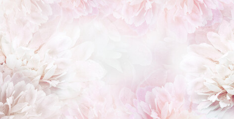 Floral spring background. Peony and tulip petals. Drops of water on flowers. Close-up. Nature.