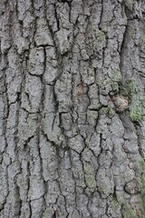 bark of a tree
