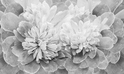 Fototapeta na wymiar Floral spring background. Bouquet of white-black peonies. Close-up. Nature.