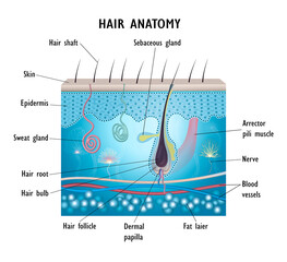Hair anatomy. AD for oil or serum for hair growth