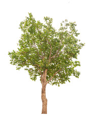 Obraz premium Transparent background tree for design