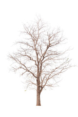 Transparent background tree for design