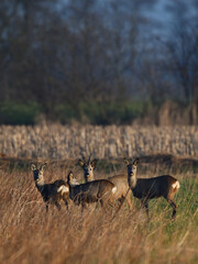 Güldener Sonnenaufgang am Samstag morgen in der freien Natur mit aufgewachten Dammwild Tieren: Rehböcke und Rehe als Gruppenbild