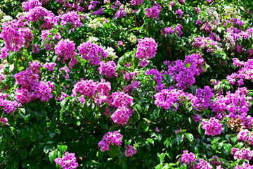 Flowering bougainvillea (Bougainvillea glabra) in Ribeirao Preto, Sao Paulo, Brazil