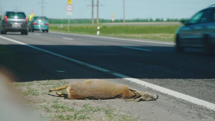 Roadkill. Animal was hit by a car and lies dead on the asphalt of highway. Road is a dangerous place, road accident. Body of a deer or roe deer lies on the side of the road