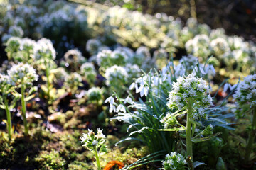 Butterbur sprout and snowdrops blooming sprout by the river
