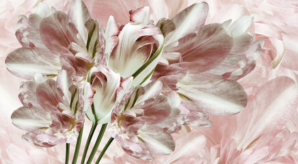 Flowers   tulips  and petals.  Floral  background.  Petals tulips. Close-up. Nature.